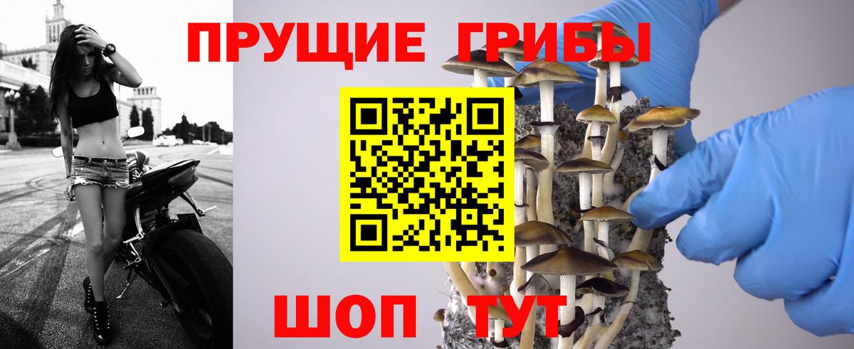 Советская Гавань  Псилоцибиновые грибы мицелий  Вход с VPN  Псилоцибиновые грибы Cubensis 